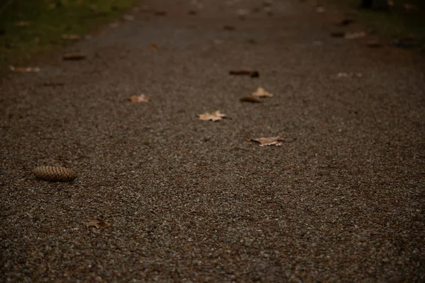 Concepto de enfoque suave de la superficie de textura del suelo con hojas que caen y el cono de otoño simple al aire libre —  Fotos de Stock