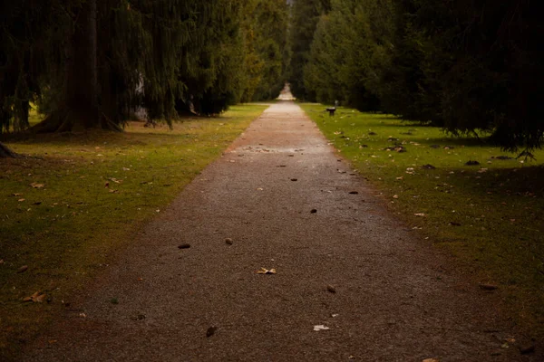 Trilha caminho de chão manhã caminho para caminhada pacífica no parque espaço ambiente ao ar livre foto conceito foco suave — Fotografia de Stock