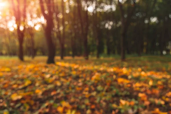 Outubro outono temporada dourada tempo natureza parque ao ar livre vista cênica conceito sem foco com sol brilho amarelo e laranja luz — Fotografia de Stock