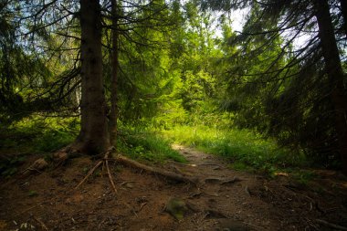 Yeşil doğa dağ manzaralı manzara çevre çam ağaçları vahşi doğa burada insanlar yok.