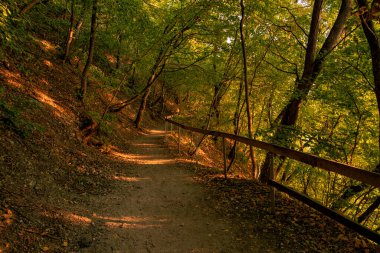Kırsal sonbahar parkı. Altın mevsimin çevre alanı. Ağaçların gölgesinde toprak patika yolu var.