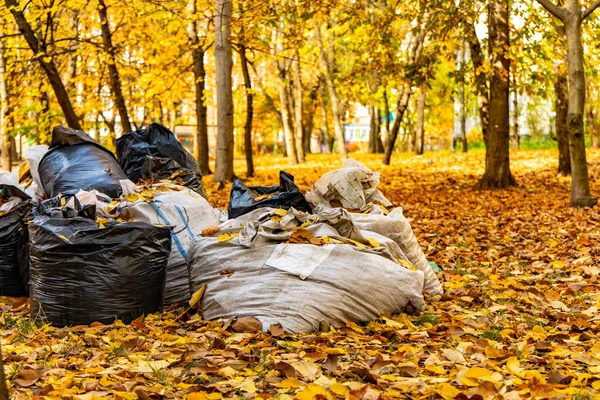 Καθαρισμός Έννοια Σακούλες Σκουπιδιών Φθινόπωρο Χρυσό Υπαίθριο Χώρο Του Πάρκου — Φωτογραφία Αρχείου