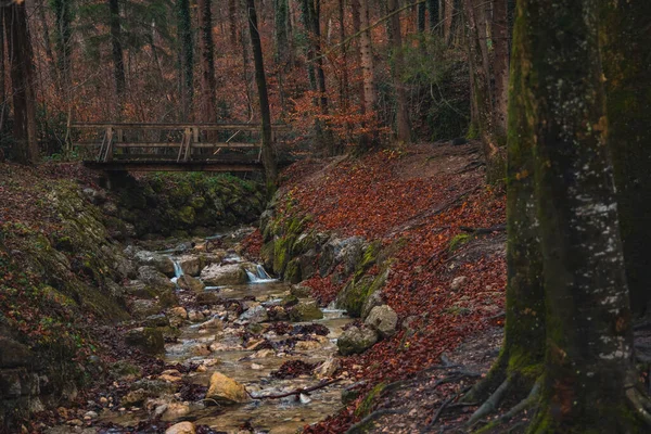 Outono Floresta Escura Foco Suave Natureza Fotografia Paisagem Vista Panorâmica — Fotografia de Stock