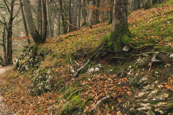 autumn forest moody outdoor scenic view with falling foliage and trees