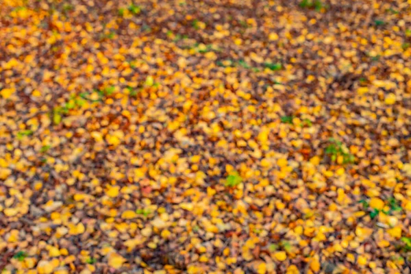 Autumn Golden Season Abstract Unfocused Background Concept Yellow Orange Falling — Stock Photo, Image