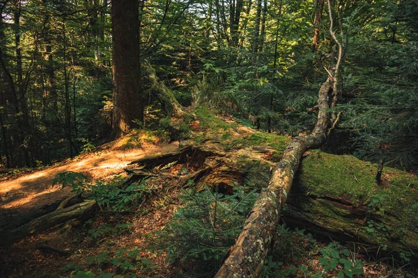 Automne Humide Forêt Abattage Arbre Après Tempête Pittoresque Atmosphère Environnement — Photo