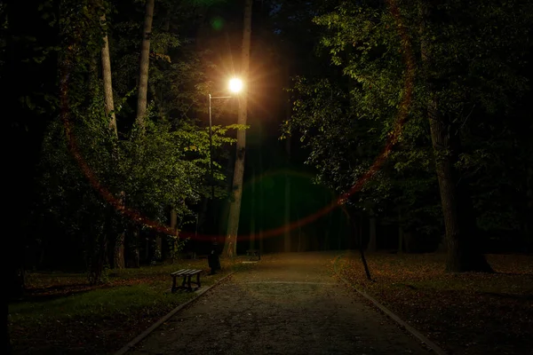 Gece Parkı Asfaltlı Yol Kenarında Yürüyen Fener Lambası Aydınlatması Işık — Stok fotoğraf