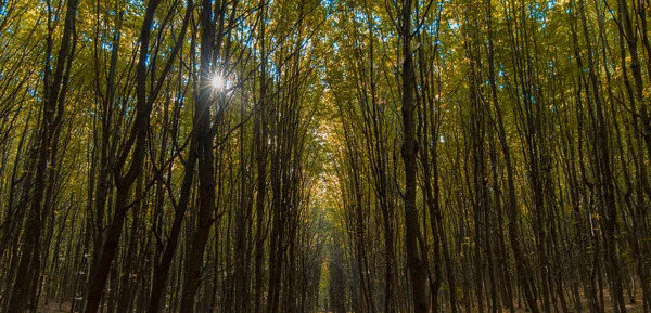 Behang Natuur Achtergrond Landschap Fotografie Van Herfst Bos Hoge Bomen — Stockfoto