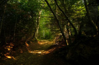 Yeşil orman yolu üzerinde yeşil yapraklar ve karanlık görkemli doğa manzaralı toprak yol