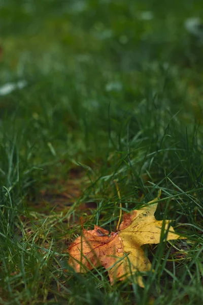 垂直图片秋天秋天的概念自然摄影与孤独落叶在绿草背景风景景致柔和的焦点图片 — 图库照片