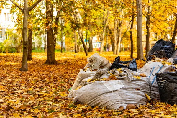 cleaning concept of garbage bags in park outdoor autumn fall season October environment space