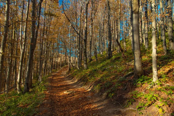 喀尔巴阡山脉高地树木间黄叶与静谧寂寞土路的10月山林景观自然摄影 — 图库照片