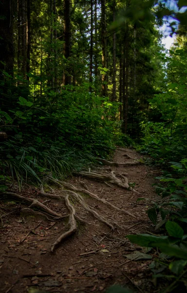 Bosco Sentiero Radici Bosco Terreno Fantasia Paesaggio Vista Panoramica Aprile — Foto Stock