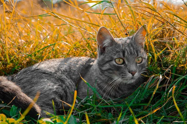 Gato Livre Vista Cênica Queda Temporada Outono Ambiente Espaço Amarelo — Fotografia de Stock