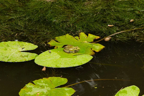 百合の葉池貯水池動物野生生物景観自然写真のコンセプト — ストック写真