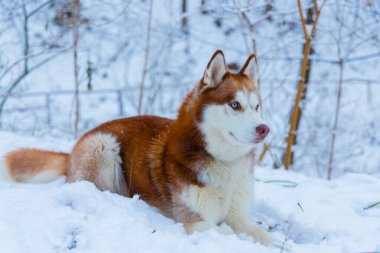 Hassas hayvan temalı portre kırmızı yünlü evcil hayvan. Aylık aralık ayında kışın doğal ortamda poz veriyor.