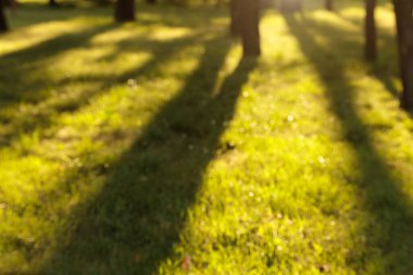 Odaklanmamış doğa yeşil sarı renkler ve ağaçların gölgeleri sabah doğan güneş ışığı bulanık resim.