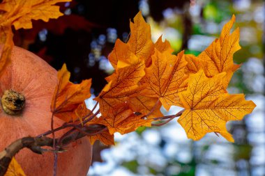 Balkabağı ve yapraklar Ekim Estetik Şükran Günü tatili Sıcak mevsim zamanı Manzarayı kapatın