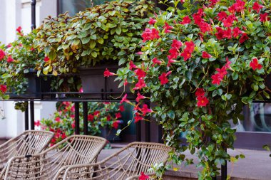 Çiçek saksısı asılı. İlkbahar zamanı çiçek açan mevsimlik durum. Boşluğu kapat.