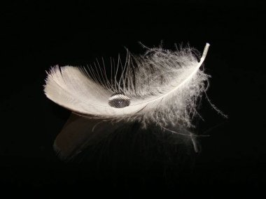 Damla su üzerinde siyah bir arka plan üzerinde bir tüy