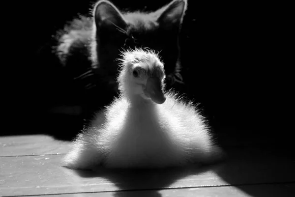 Black Kitten Hunting White Duck — Stock Photo, Image