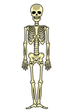 vektör simgesi düz, iskelet, şablon