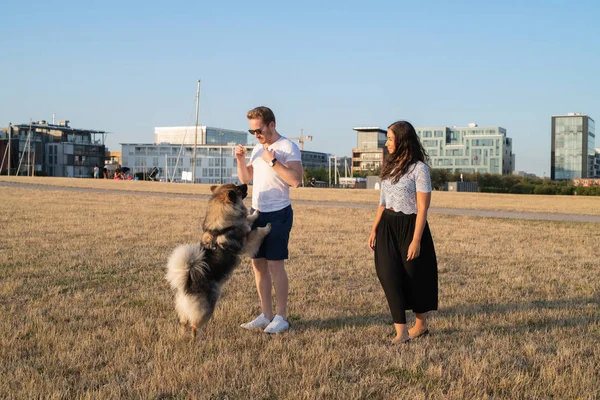 Couple walking their dog in beach area