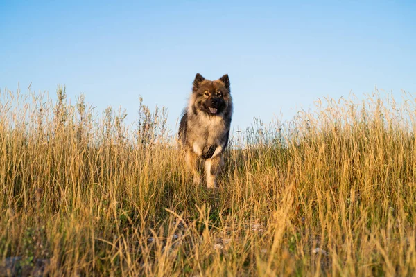 Şehir parkındaki köpek. 