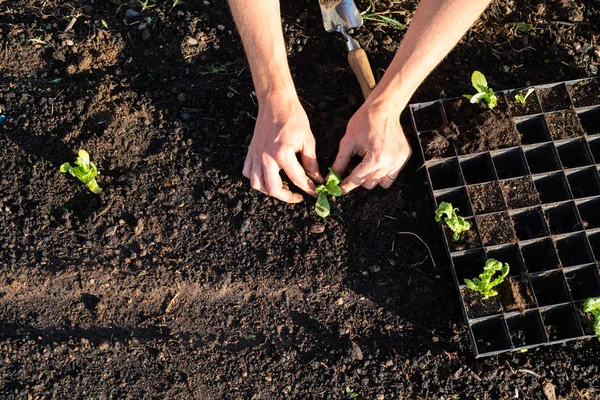 Agricultor Transplantando Plantas Jovens Jardim — Fotografia de Stock