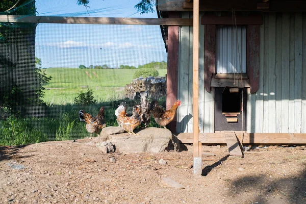 Chickens Ecological Farm — Stock Photo, Image