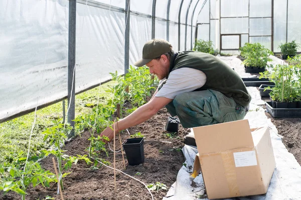 Man Working Plant Starts Greenhouse Stock Image