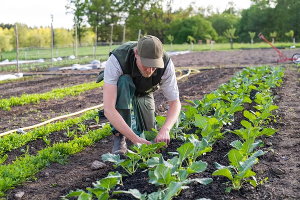 Çiftçi Bahçede Genç Bitkiler Naklediyor Telifsiz Stok Fotoğraflar