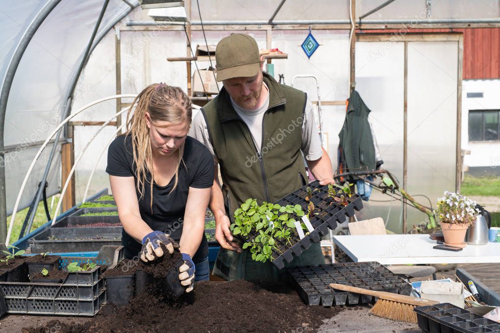 Couple working with plant starts in a greenhouse
