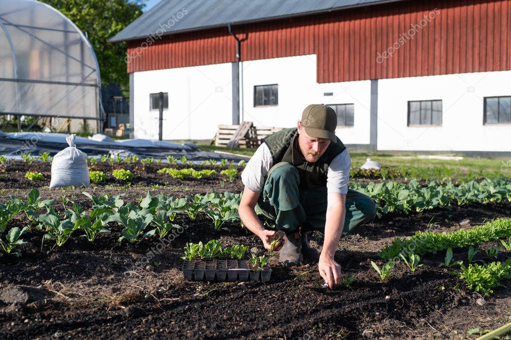 Farmer transplanting young plants in a garden