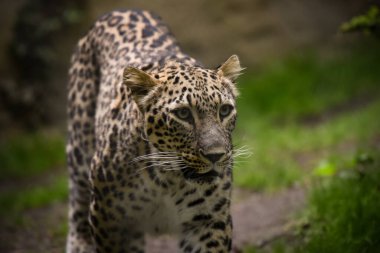 Pers panterinin portresi