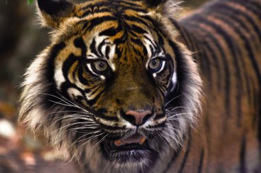 Ormandaki güzel kaplan