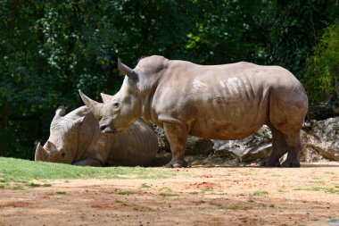 Gergedanlar doğa manzarasında