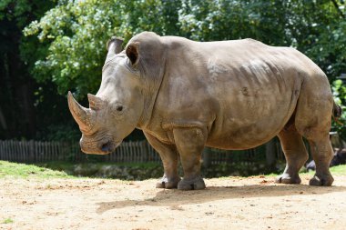 Gergedanlar doğa manzarasında