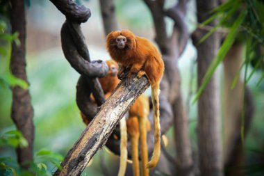 Orman manzarasında aslan tammarin
