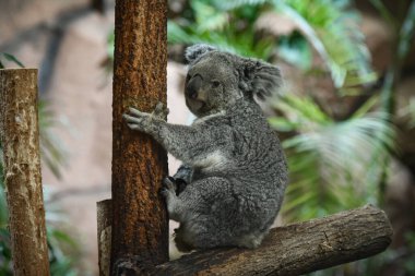 Bir koala parkının portresi