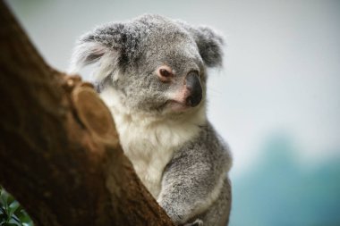 Bir koala parkının portresi