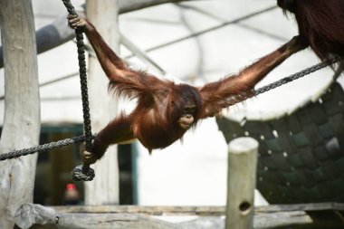 Genç orangutan parkta oynuyor.