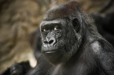 Parktaki gorilin güzel portresi.