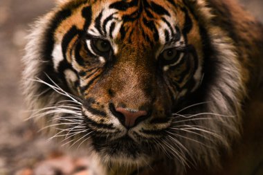 Ormandaki güzel kaplan