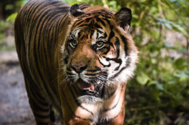 Ormandaki güzel kaplan