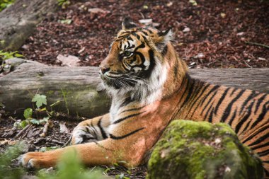 Ormandaki güzel kaplan