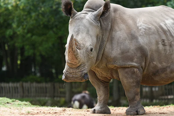 Носорог Природном Пейзаже — стоковое фото