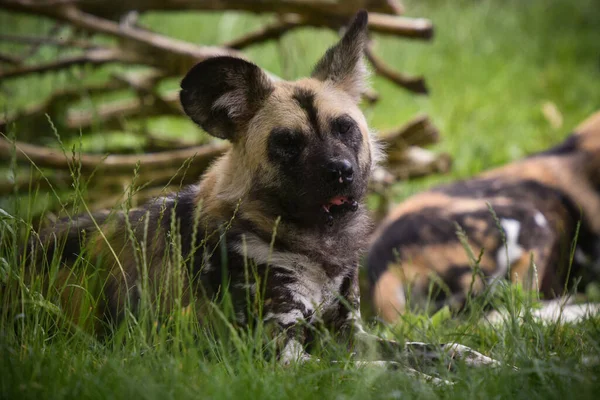 Porträt Eines Lycaons — Stockfoto