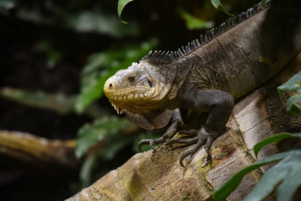 Portrait Iguane Dans Nature — Photo