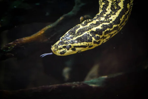 Πορτρέτο Του Επικίνδυνου Anaconda — Φωτογραφία Αρχείου